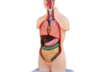 مولاژ نیم تنه ساده