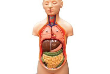 مولاژ نیم تنه با برش سر