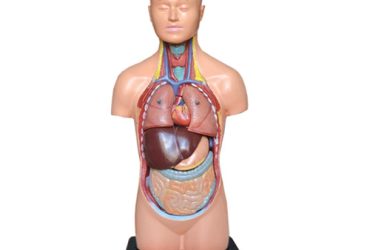 مولاژ نیم تنه مینی ساده