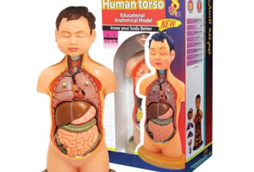 مولاژ نیم تنه عروسکی