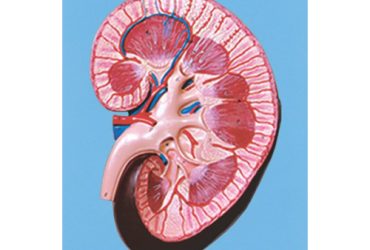 مولاژ کلیه دیواری